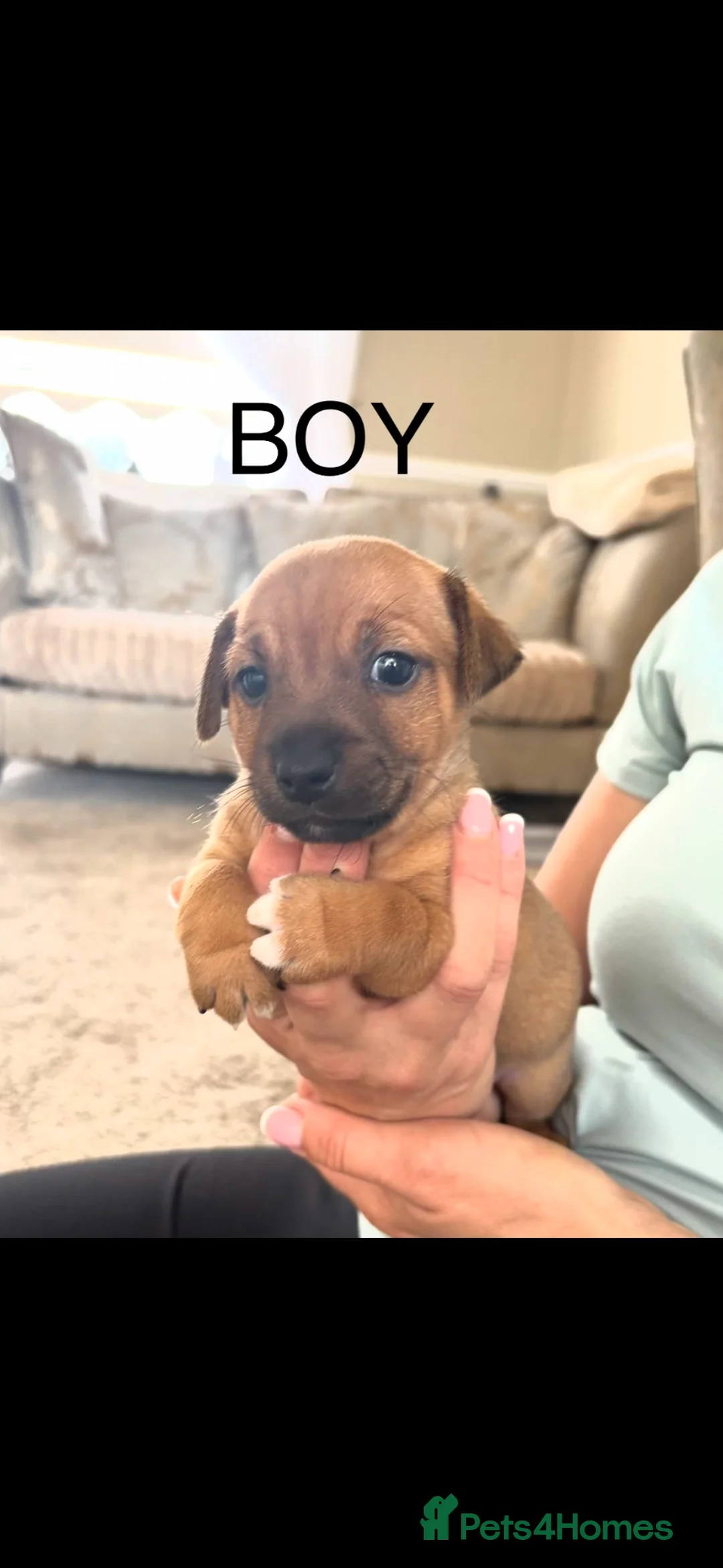Jack Russell dogs for sale: Miniature jack Russell’s  - Advert 1
