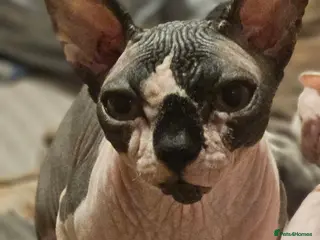 Sphynx cats Beautiful Canadian Sphynx Champion father line ❤️ - Advert 3