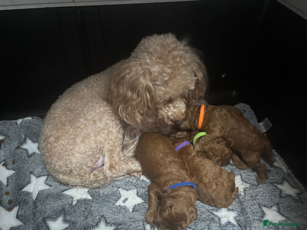 Toy Poodle dogs for sale: Toy poodle Puppies Dna tested Kc registered  - Advert 2