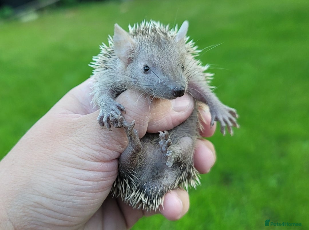 Pygmy Hedgehog rodents for sale: Lesser Tenrecs (unsexed and DNA sexed males)  - Image 8