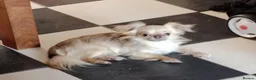Chihuahua dogs for stud: Louie for stud thai line very small - Advert 3