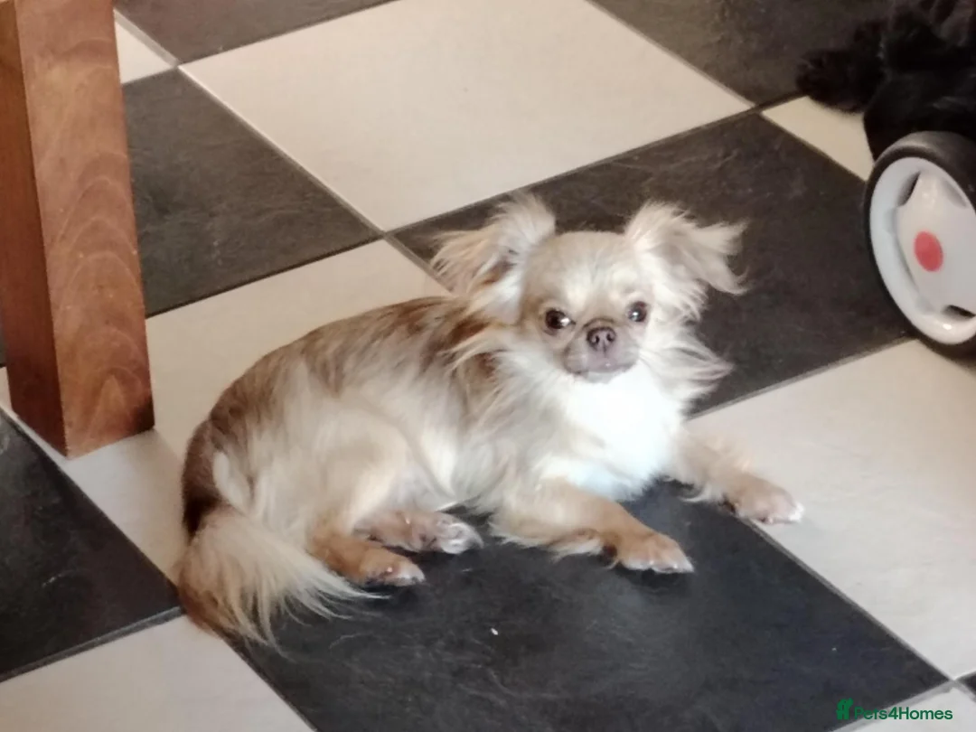 Chihuahua dogs for stud: Louie for stud thai line very small - Advert 3