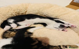 British Shorthair cats for sale: Beautiful kittens  - Image 8