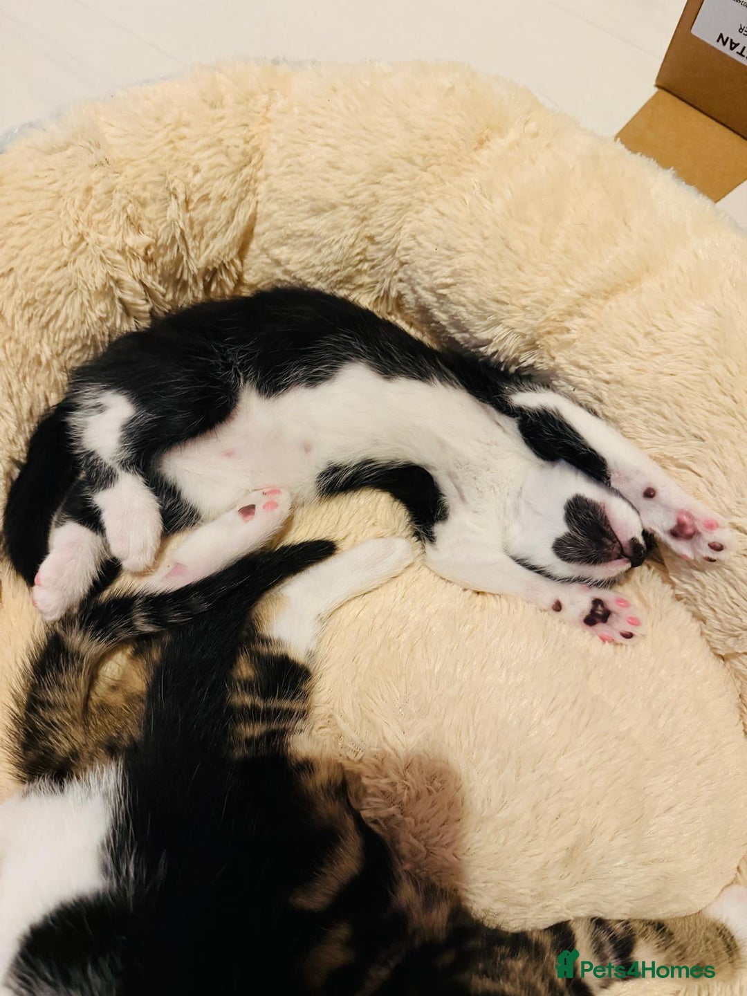 British Shorthair cats for sale: Beautiful kittens  - Image 8