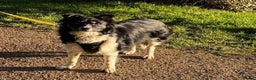 Mixed Breed dogs for adoption: Amazing Neeka - Advert 1