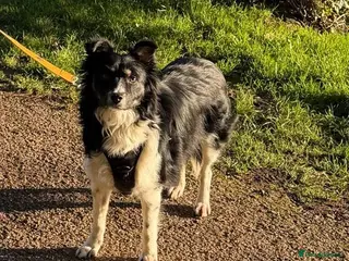 Mixed Breed dogs Amazing Neeka - Advert 16