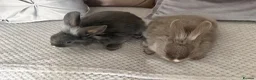 Mixed Breed rabbits for sale: Two beautiful bunnies - Advert 4