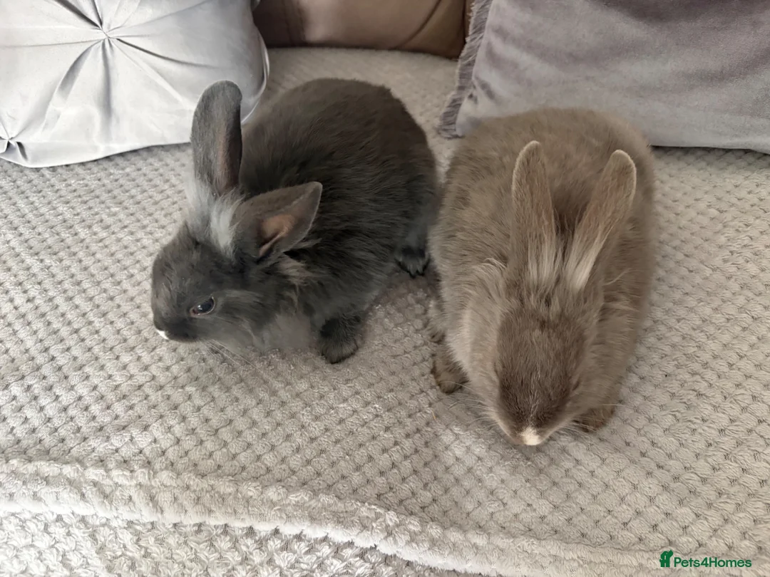 Mixed Breed rabbits for sale: Two beautiful bunnies - Advert 4