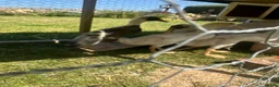 Ducks poultry for sale: 4 Unsexed Indian Runners - Advert 2
