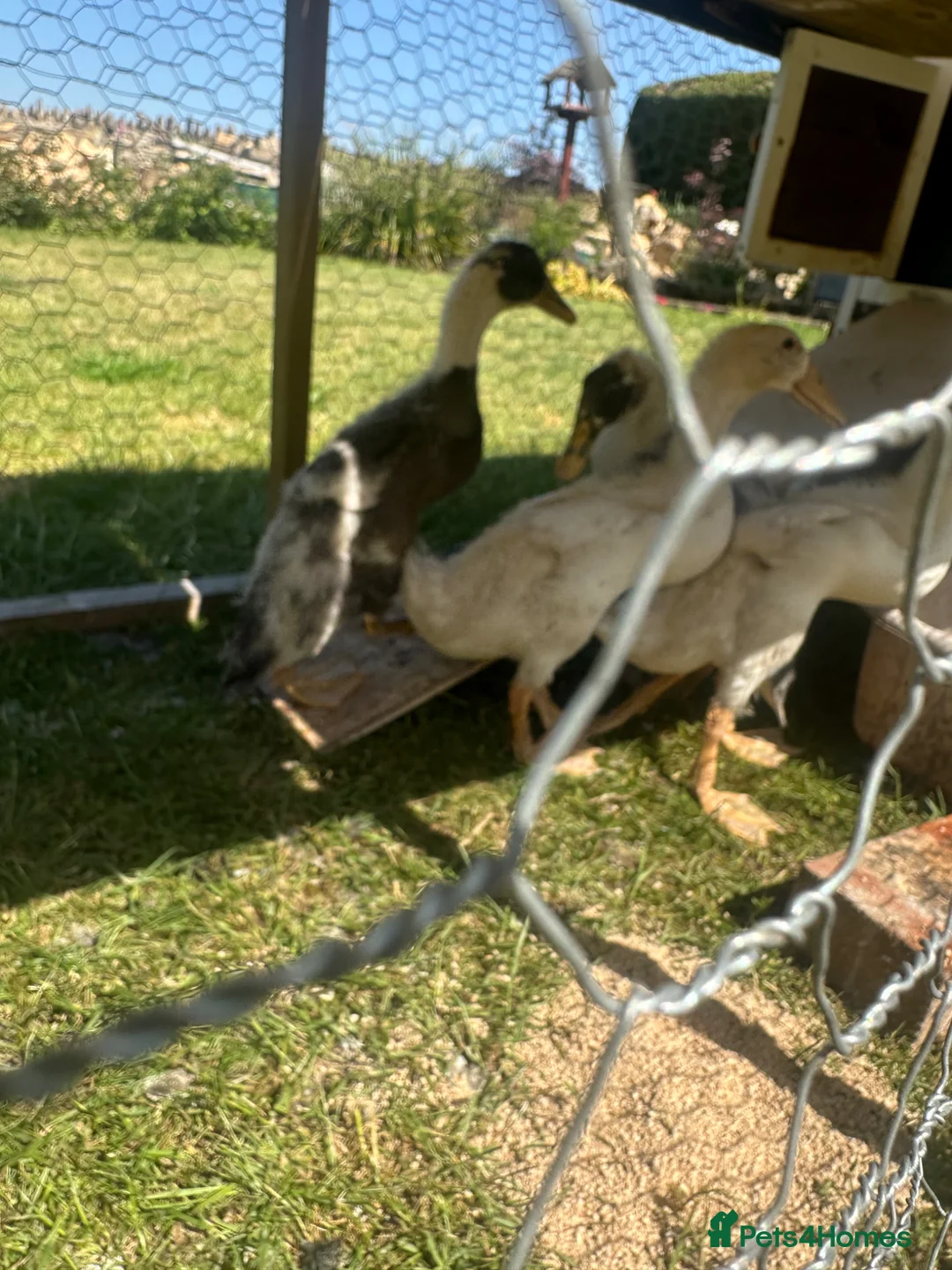 Ducks poultry for sale: 4 Unsexed Indian Runners - Advert 2