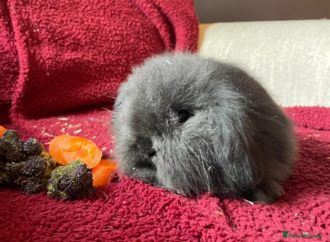Mixed Breed rabbits for sale: Minilop, lionhead and mixed breed baby rabbits. - Image 14