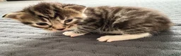 Domestic Shorthair cats for sale: domestic short hair kittens for sale  - Advert 13