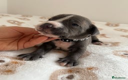 Staffordshire Bull Terrier dogs for sale: Beautiful puppies staffordshire bull terier 🥰 - Image 14