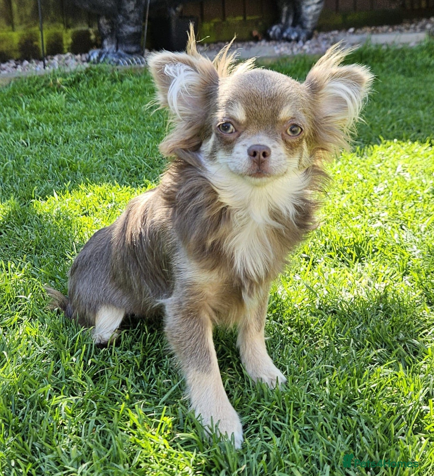 Chihuahua dogs Gorgeous long coat female chihuahuas - Advert 7