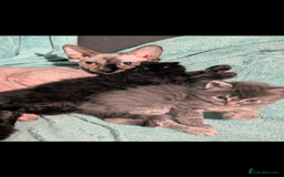 Mixed Breed cats for sale: Spynx X maincoon  - Image 13