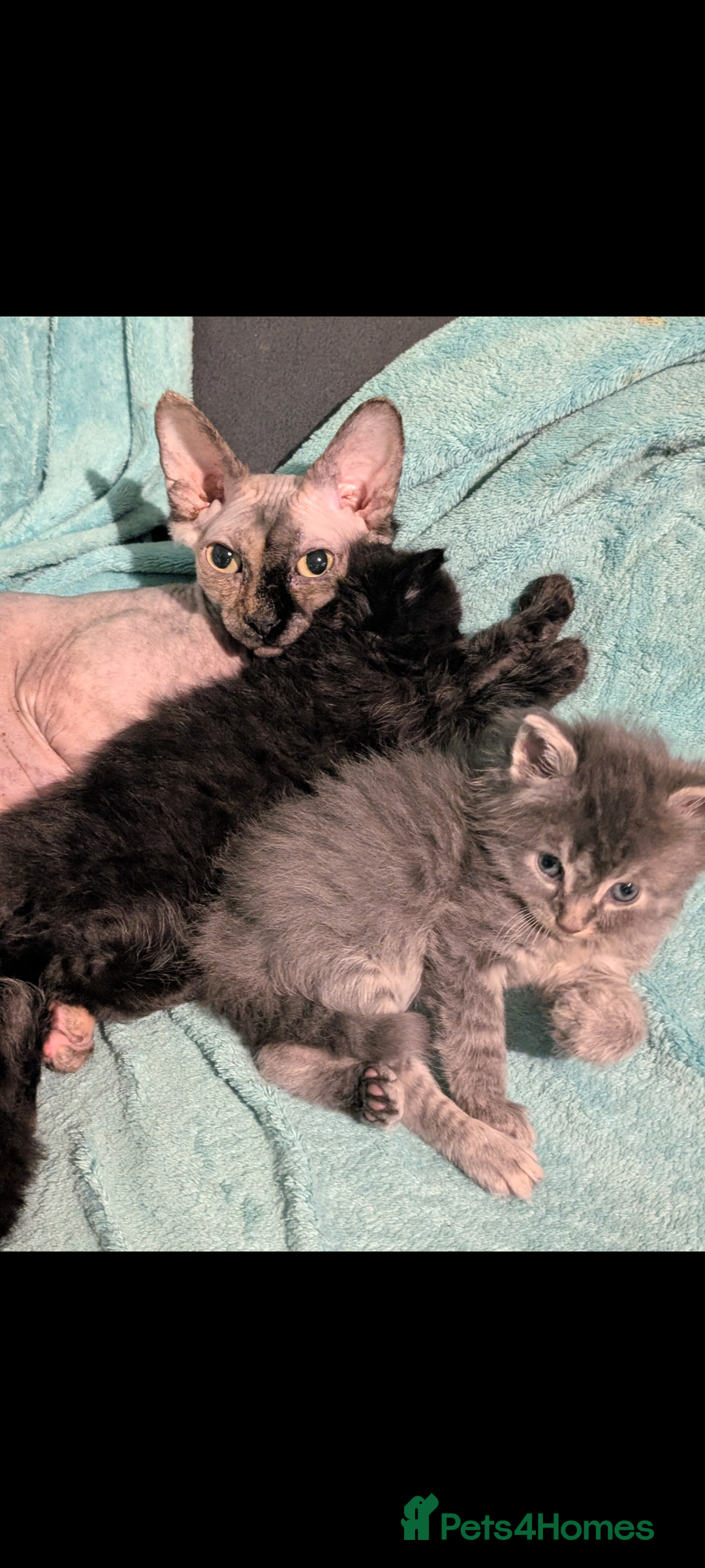 Mixed Breed cats for sale: Spynx X maincoon  - Image 13