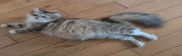 Siberian cats for sale: Pure gorgeous Siberian Kittens  - Advert 29