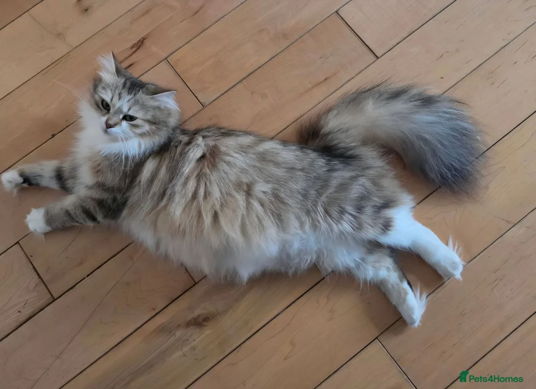 Siberian cats for sale: Pure gorgeous Siberian Kittens  - Advert 29
