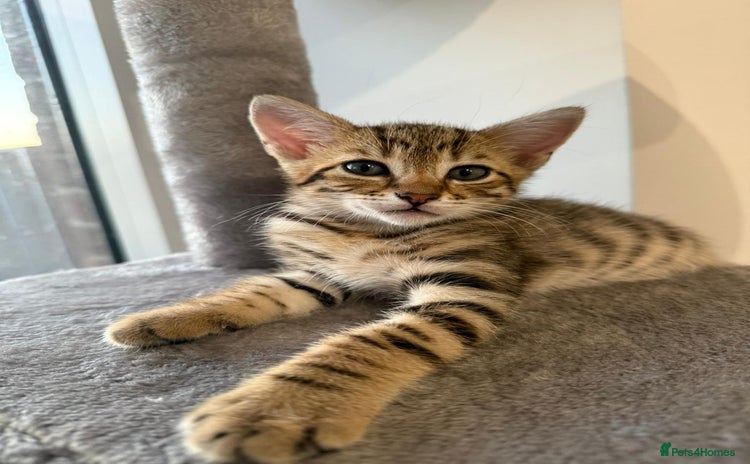 Bengal cats - Advert 9