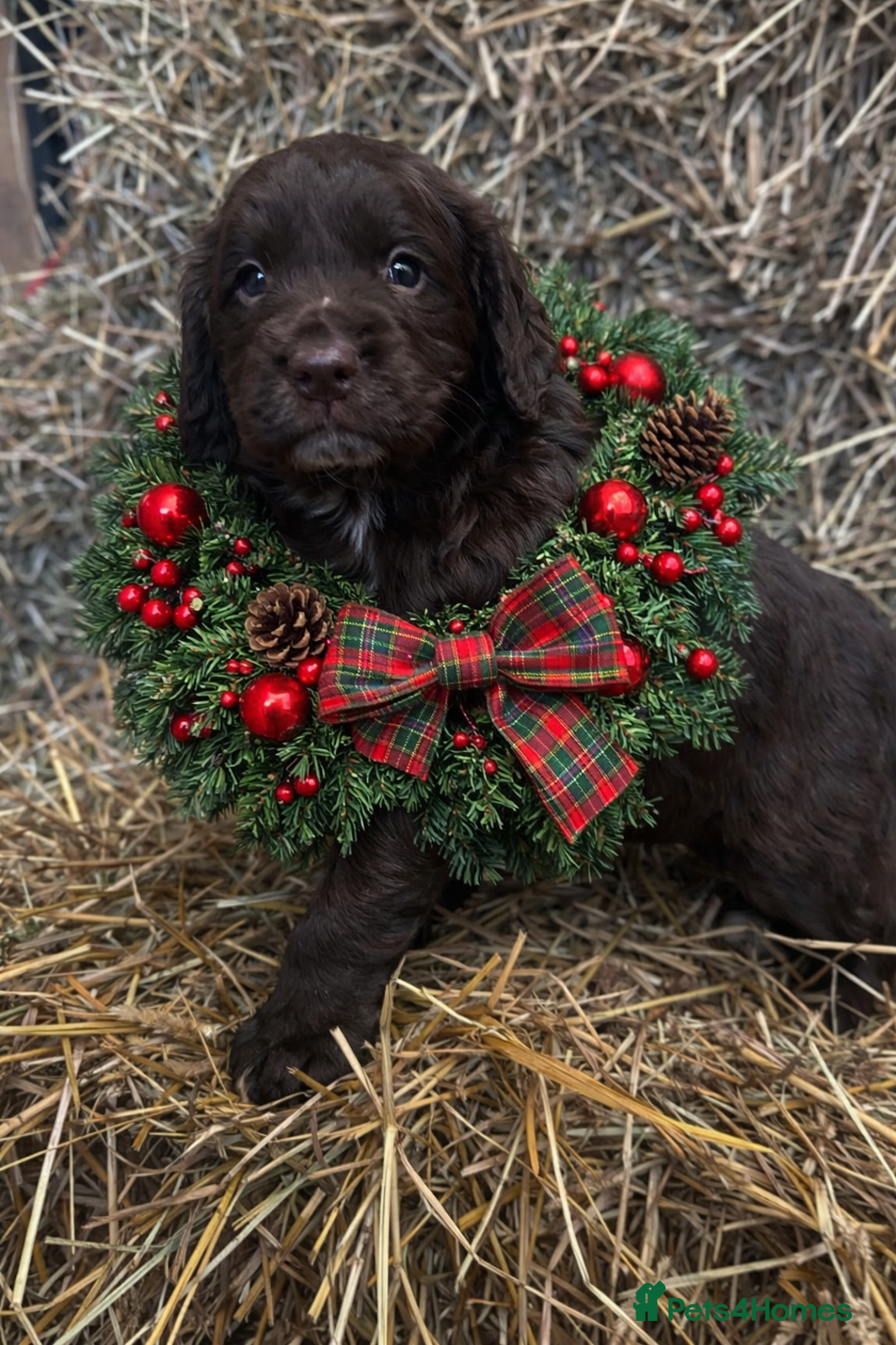 Cocker Spaniel dogs for sale: Health Tested Clear KC Registered Working Cockers - Advert 2
