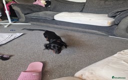 Dachshund dogs for sale: Miniature dashund - Image 2