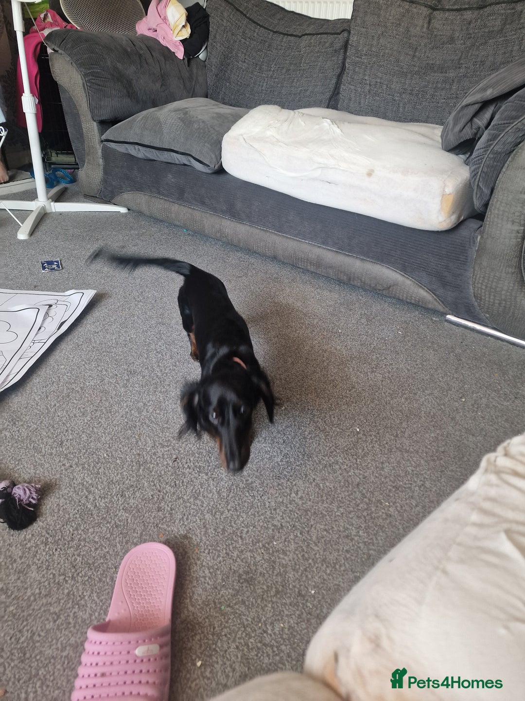 Dachshund dogs for sale: Miniature dashund - Image 2