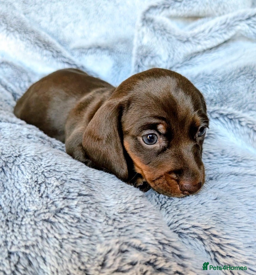 Miniature Dachshund dogs for sale: Genuine Short Haired Miniature Dachshund Puppies - Image 4