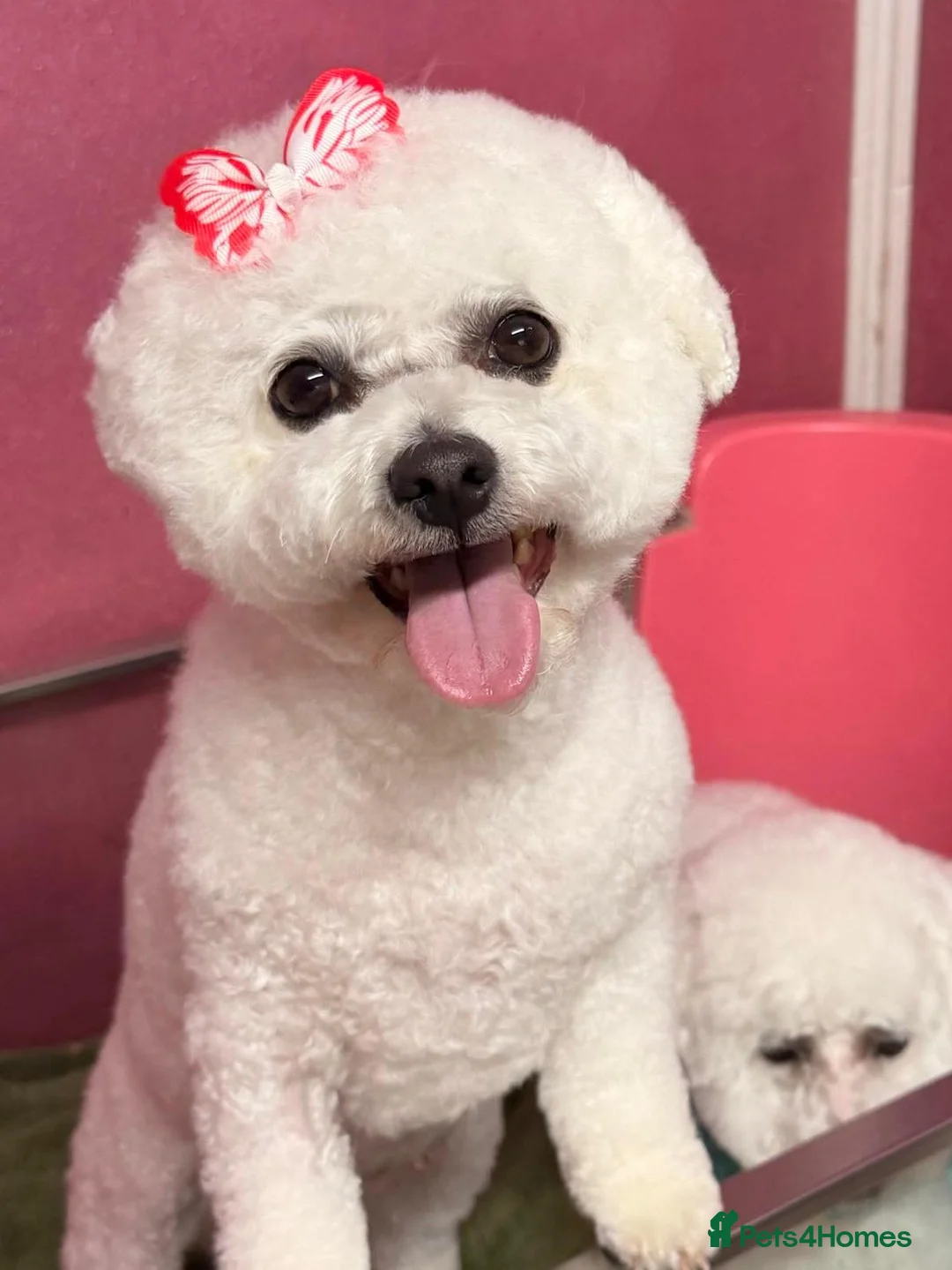 Bichon Frise dogs for sale: KC Bichon Frise  - Advert 2