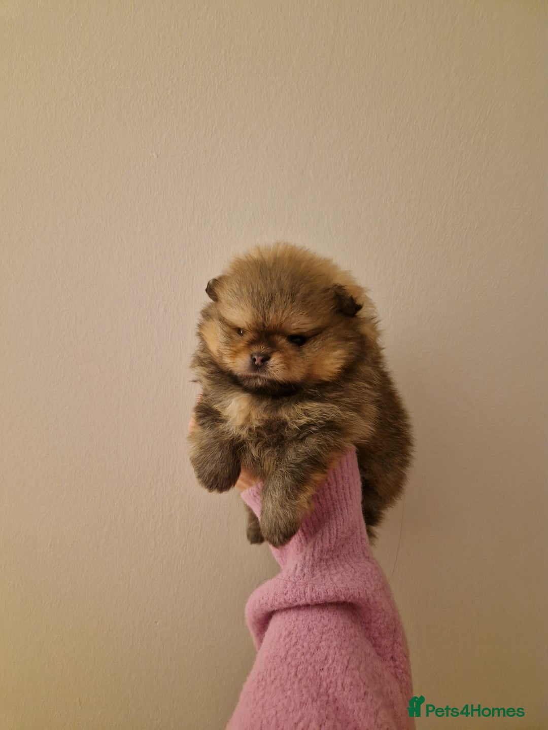 Pomeranian dogs for sale: **SOLD** KC Reg Pom– Orange Sable Boy - Advert 7
