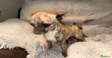 Chihuahua dogs - Advert 6