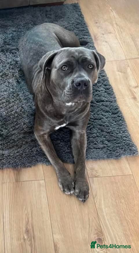 Cane Corso dogs Cane Corso - Advert 4