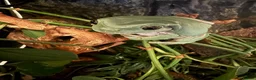 Frog reptiles for sale: 2x Whites Tree Frogs + Set Up in Birmingham - Advert 4