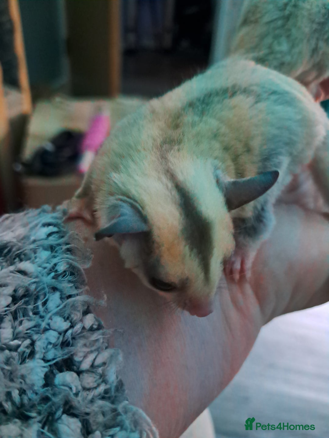 Sugar Glider rodents for sale: Female Platinum het Leucistic Sugar Glider Joeys - Advert 3