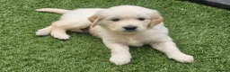 Golden Retriever dogs for sale: Cream and golden retriever puppies in Bristol - Advert 18