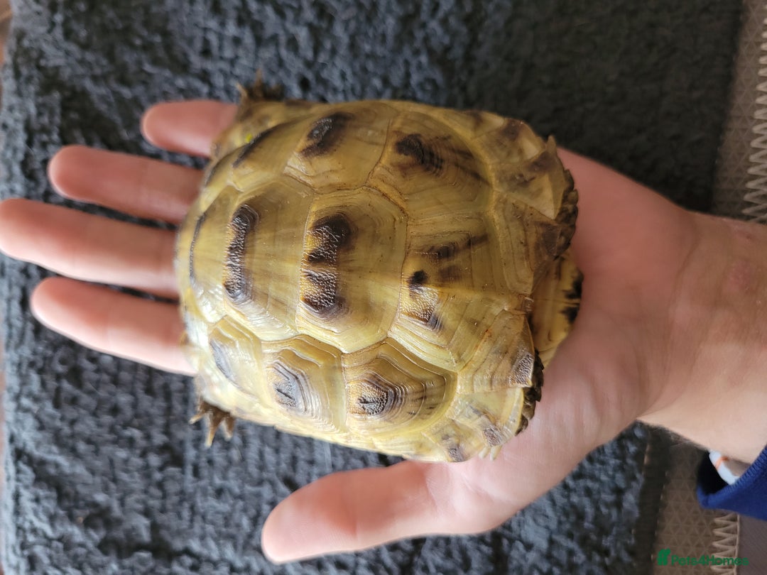 Tortoise reptiles for sale: 2 year old horsfield tortoise - Image 3