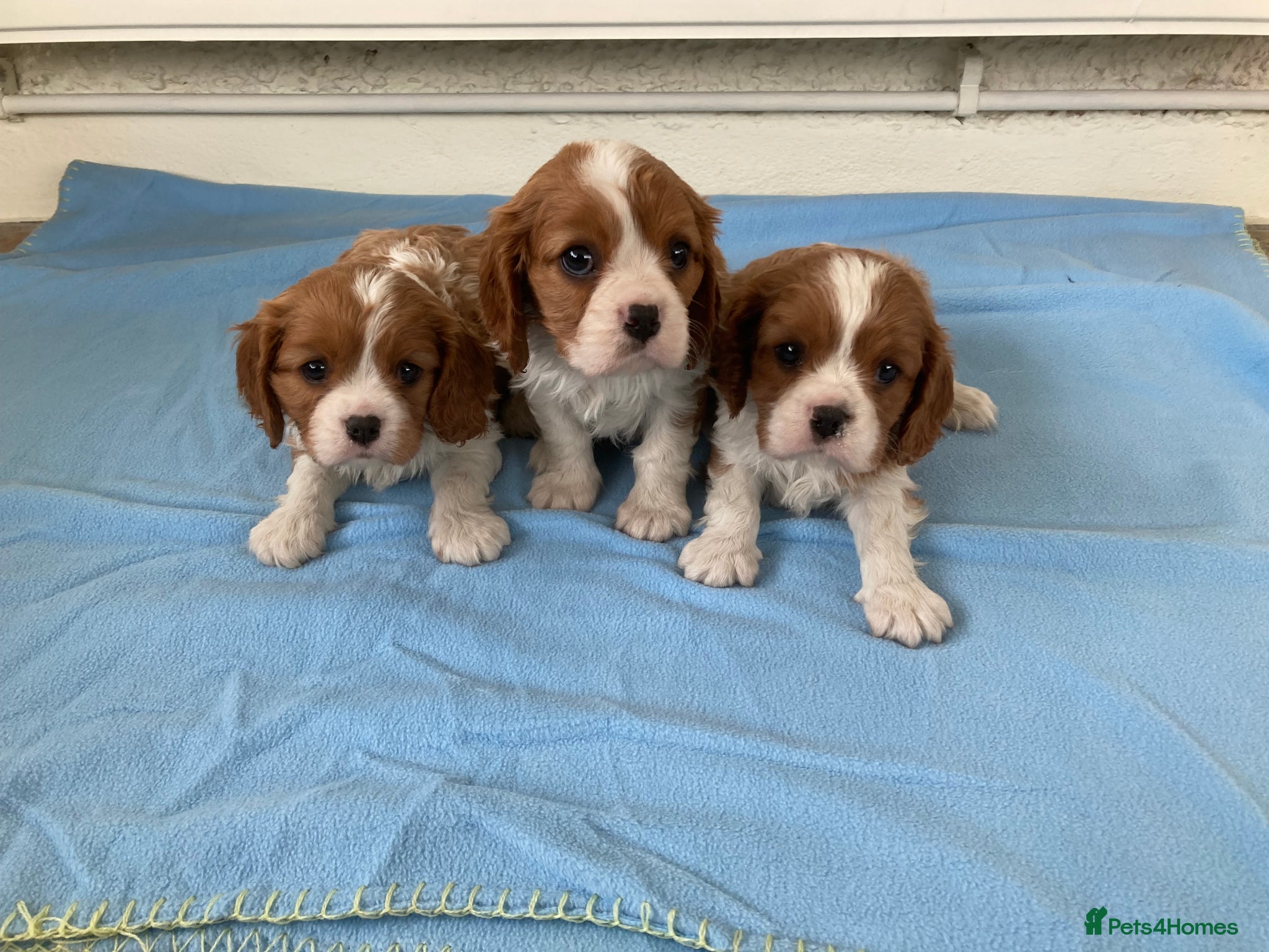 Cavalier King Charles Spaniel dogs Super KC blenheim pups from health tested parents - Advert 1