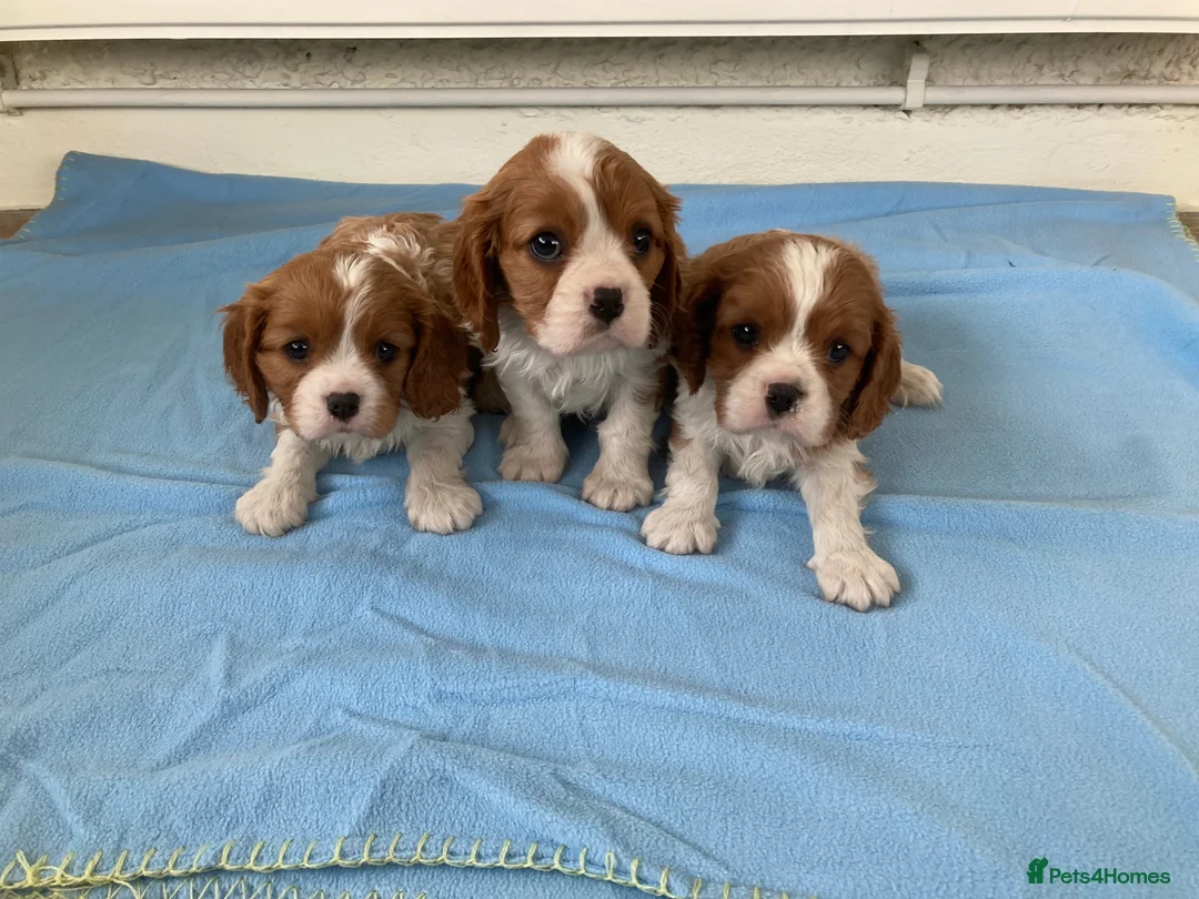Cavalier King Charles Spaniel dogs for sale: Super KC blenheim pups from health tested parents - Advert 5
