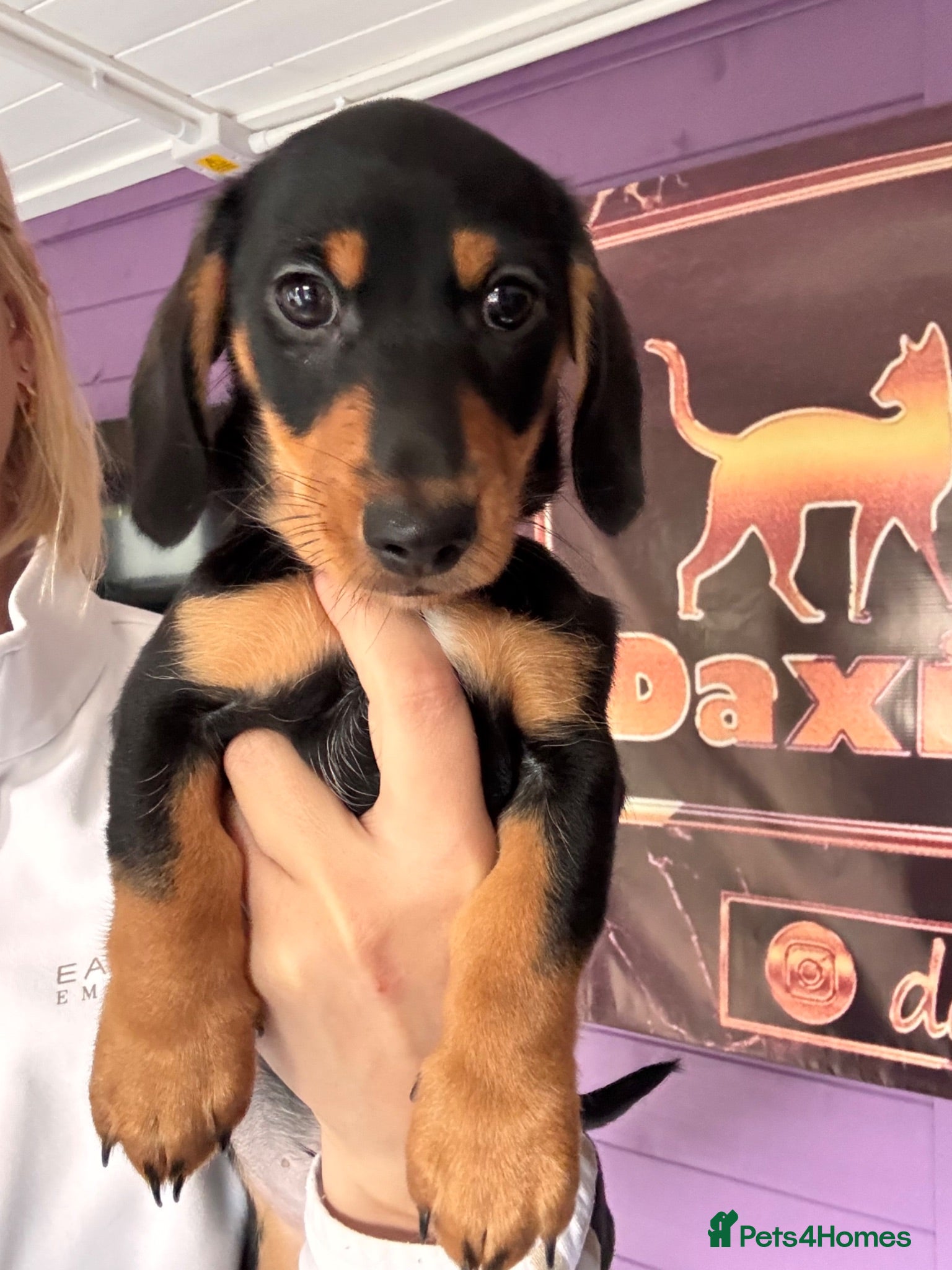 Miniature Dachshund dogs Ready now-1 KC registered miniature dachshund boy - Advert 4