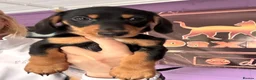 Miniature Dachshund dogs for sale: Ready now-1 KC registered miniature dachshund boy - Advert 2
