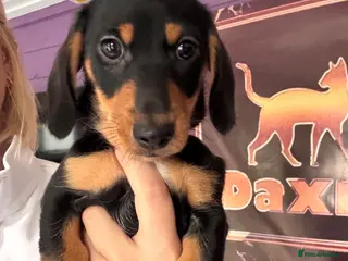 Miniature Dachshund dogs Ready now-1 KC registered miniature dachshund boy - Advert 4