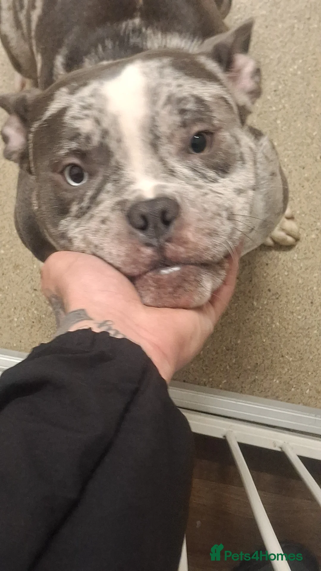 American Bulldog dogs for sale: American pocket bulldog - Advert 1