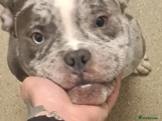 American Bulldog dogs American pocket bulldog - Advert 10