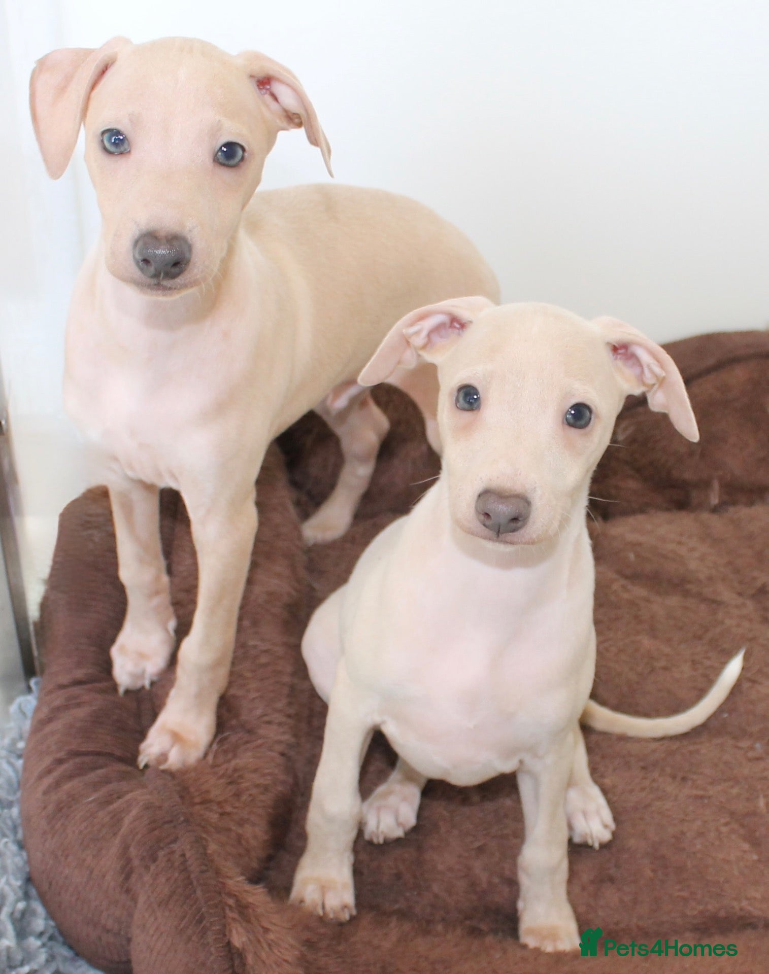 Italian Greyhound dogs Male & Female Cream Italian Greyhound - Advert 13