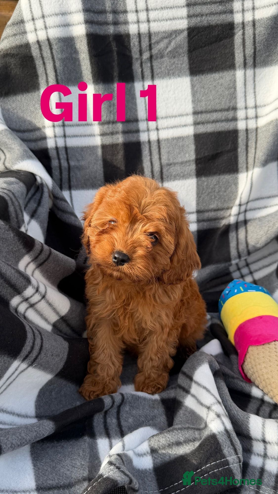 Cavapoo dogs Stunning f1 cavapoos ready now ! - Advert 1