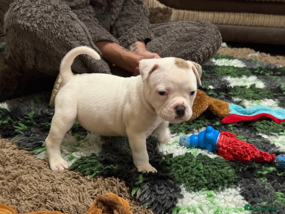Olde English Bulldogge dogs for sale: (Reduced) Olde English Bulldogges puppies  - Advert 9
