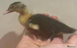 Ducks poultry for sale: Indian runner ducks /pompom runners  - Image 5