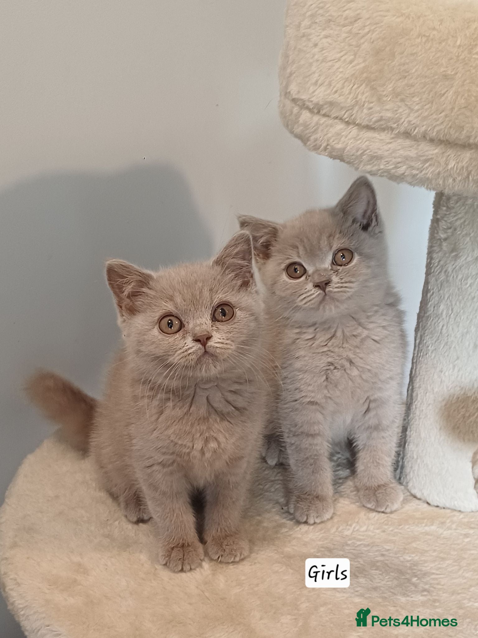 British Shorthair cats Ready to leave🐈‍⬛ - Advert 1