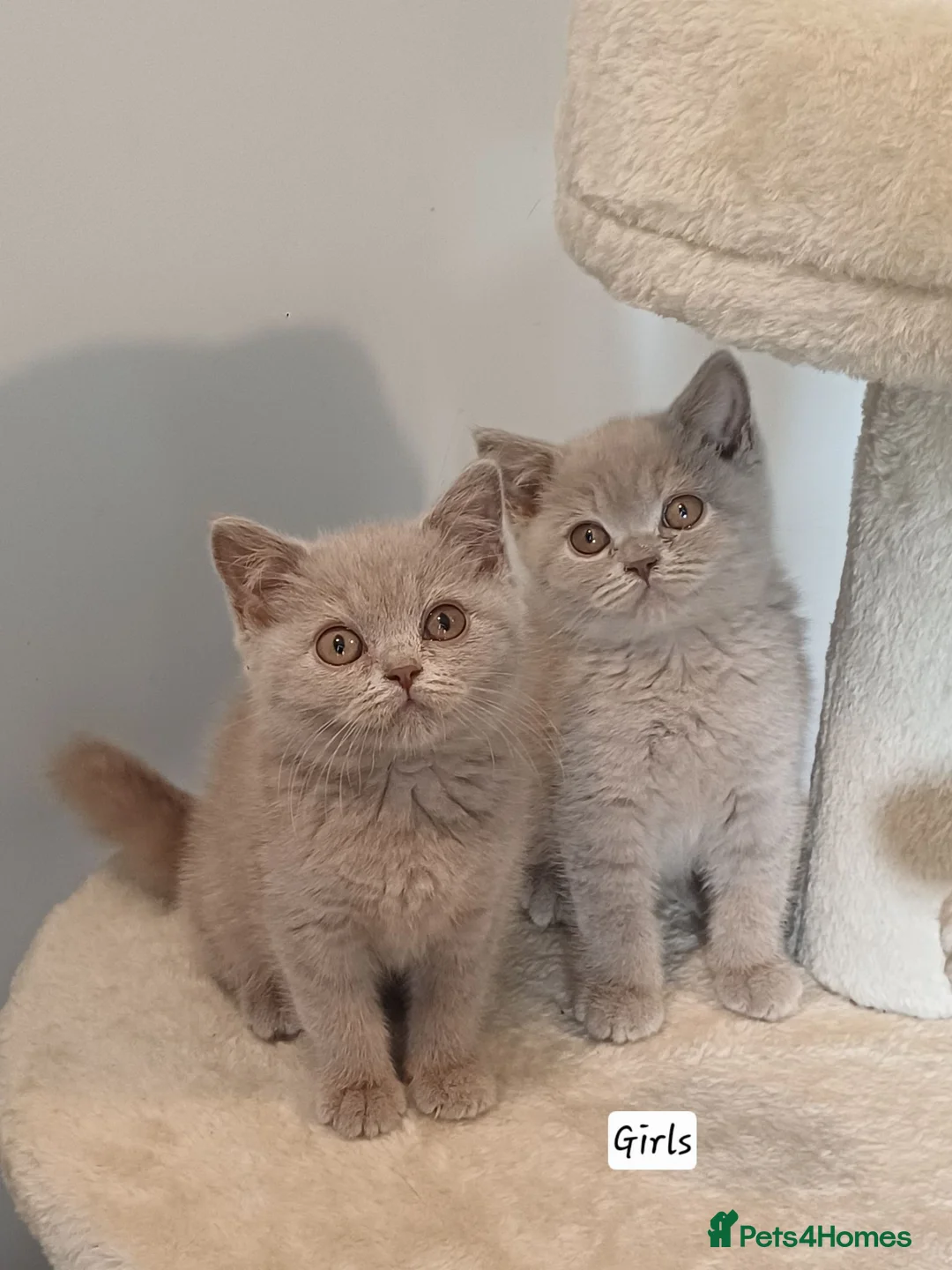 British Shorthair cats for sale: Last boy 🐈‍⬛ - Advert 2