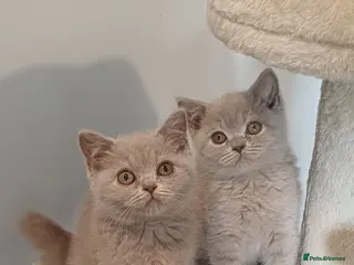 British Shorthair cats Ready to leave🐈⬛ - Advert 1