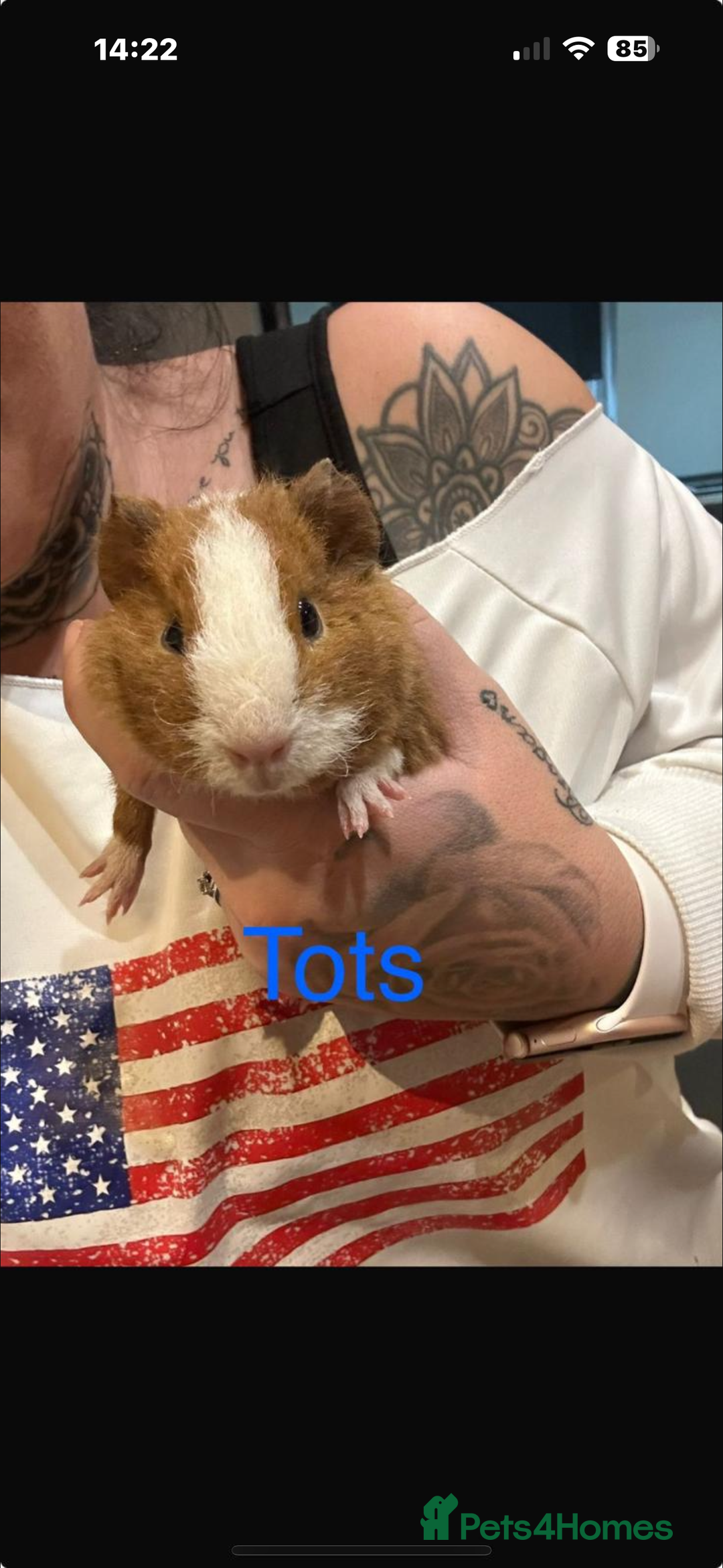 Guinea Pig rodents for sale: Guinea pigs - Advert 4